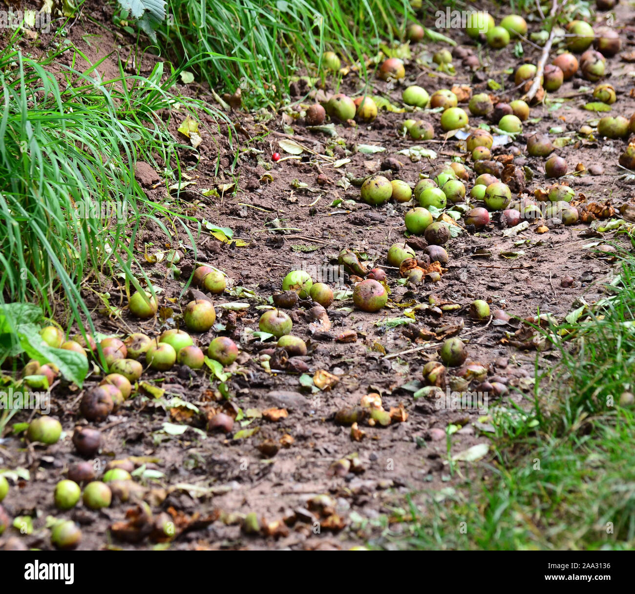 Pommes de terre au sol Banque de photographies et d’images à haute résolution Alamy