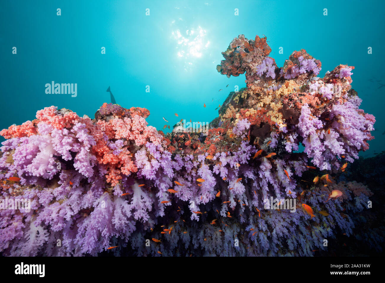 Les récifs coralliens colorés, Ari Atoll, Maldives, océan Indien Banque D'Images