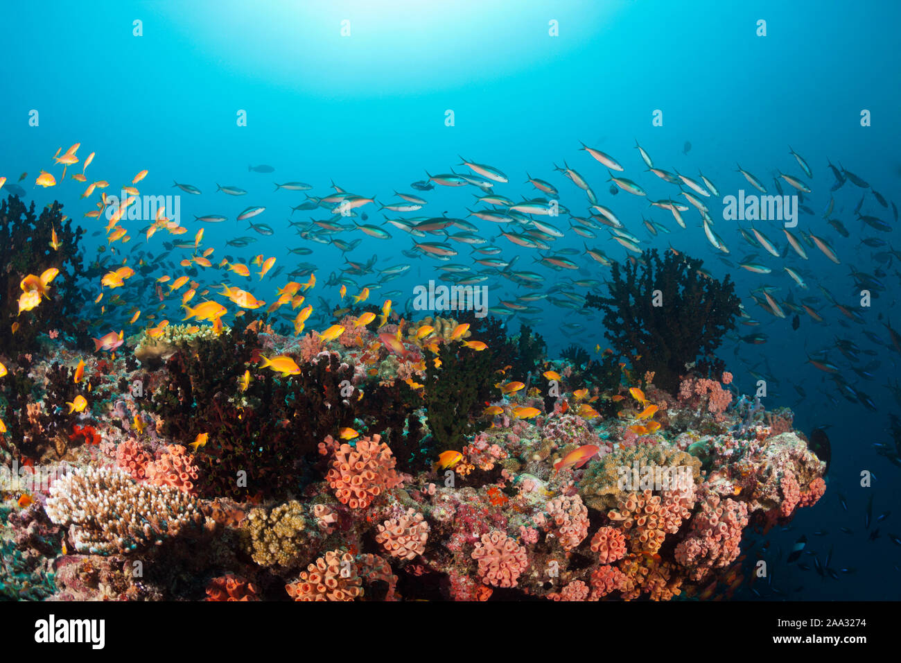 Les récifs coralliens colorés, Ari Atoll, Maldives, océan Indien Banque D'Images