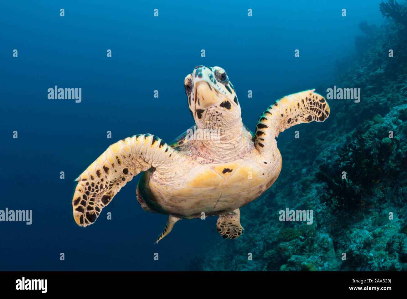 La tortue imbriquée, Eretmochelys imbricata, South Male Atoll, Maldives, océan Indien Banque D'Images