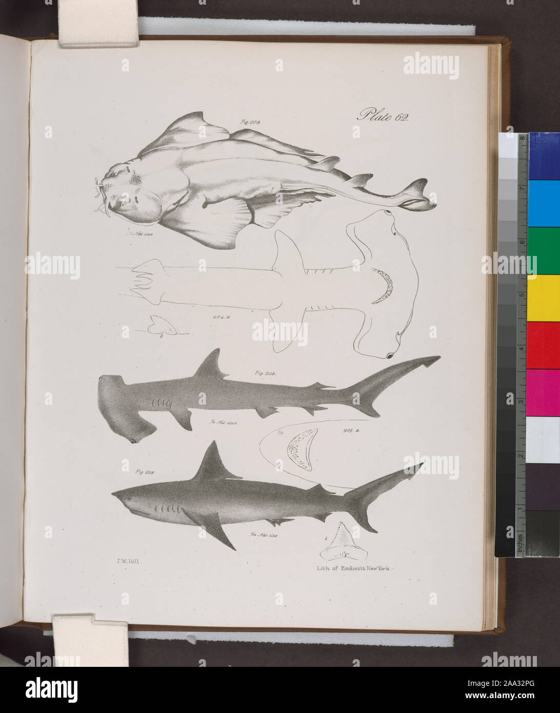 203. L'American Angel-poisson (Squatina dumerili). 204. La tête de marteau (Zygaena Requin marteau). a. Face inférieure. b. Une dent. 205. Le requin-taupe commun (Lamna caudata). a. En vertu de la tête. b. Une dent. ; 203. L'American Angel-poisson (Squatina dumerili). 204. La tête de marteau (Zygaena Requin marteau). a. Face inférieure. b. Une dent. 205. Le requin-taupe commun (Lamna caudata). a. En vertu de la tête. b. Une dent. Banque D'Images