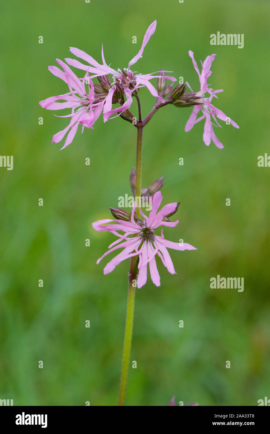 Silene flos-cuculi,Kuckucks-Lichtnelke,Ragged Robin Banque D'Images