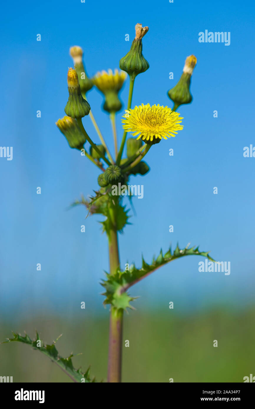 Sonchus asper,Rauhe Gaensedistel Saudistel,Rauhe,laiteron piquant Banque D'Images