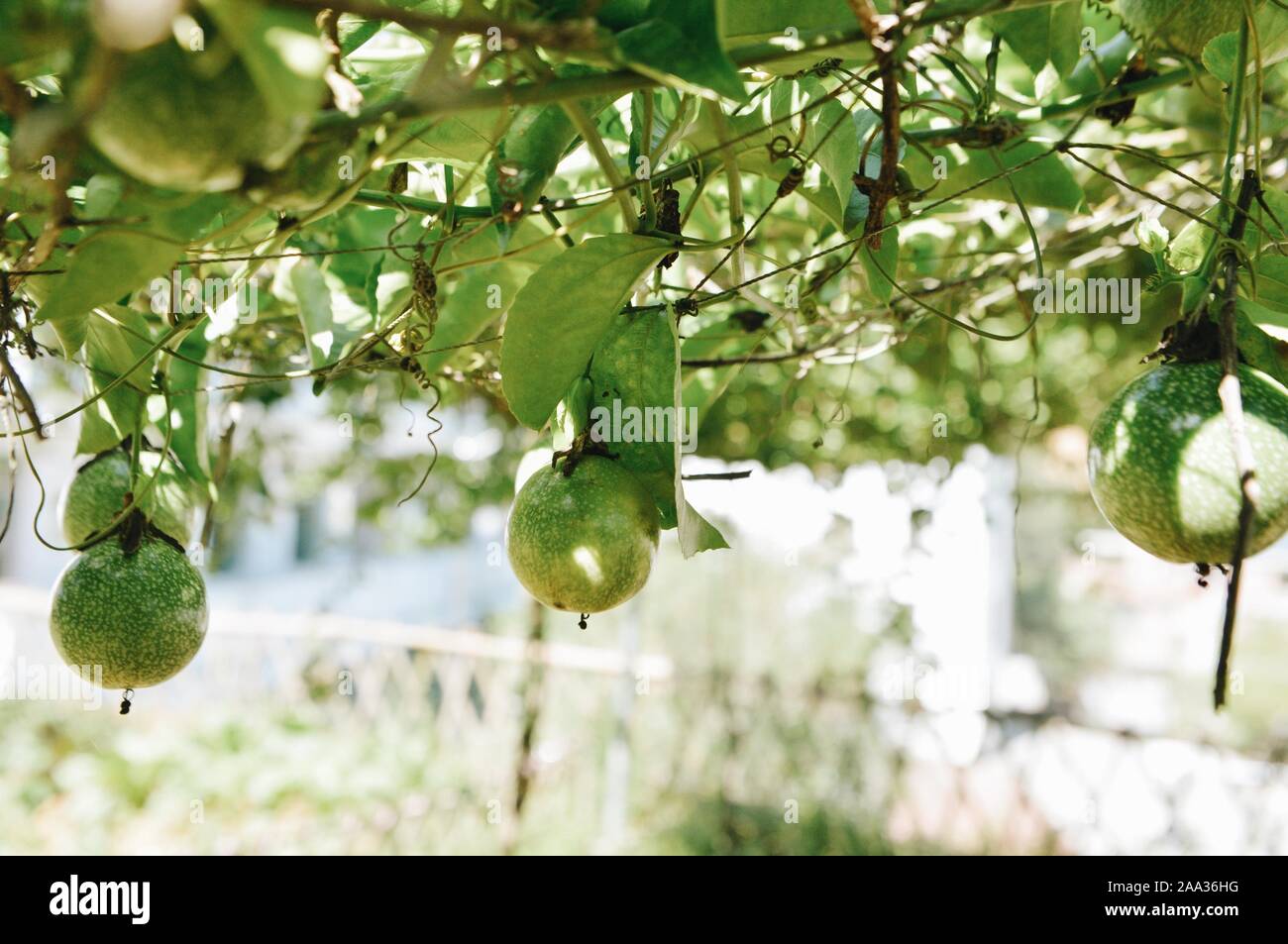 (191119) -- GUANGXI, 19 novembre 2019 (Xinhua) -- Photo prise le 30 octobre 2019, montre les fruits de la passion à un potager dans l'école primaire de Heping, Dong Sanjiang comté autonome de la Chine du Sud, région autonome Zhuang du Guangxi. Projet d'amélioration de l'environnement de l'école a été lancé dans cinq régions de niveau provincial de l'ouest de la région autonome du Xinjiang Uygur, municipalité de Chongqing, région autonome Zhuang du Guangxi, Guizhou et Yunnan, bénéficiant à plus de 150 000 étudiants dans 300 écoles de plus. Les régions envisagent d'étendre le programme au profit de 300 000 enfants de plus. Banque D'Images