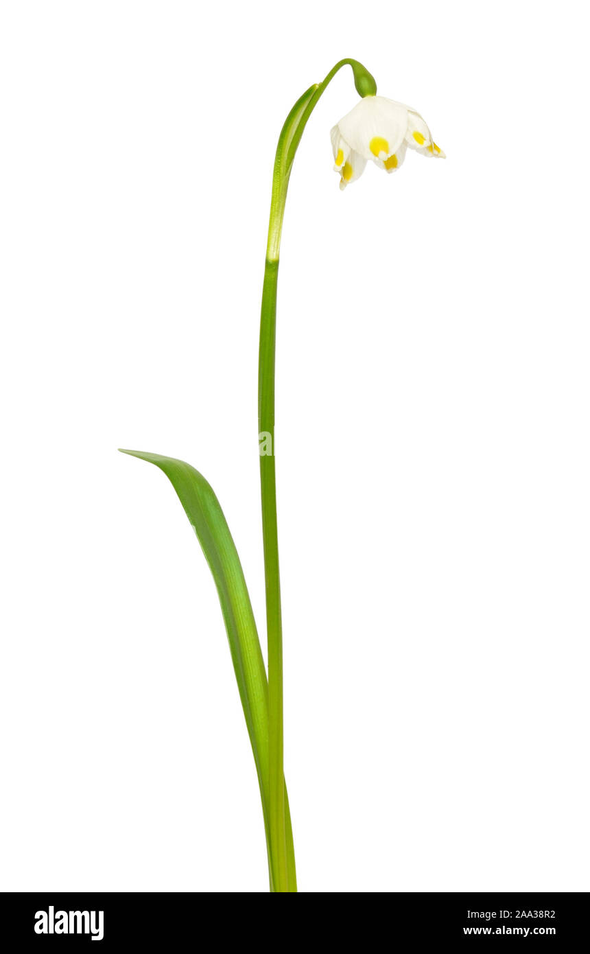 Flocon de neige de printemps Leucojum vernum (fleur) isolé sur fond blanc Banque D'Images