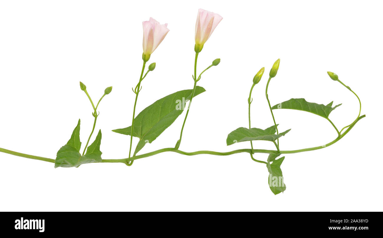 Convolvulus arvensis (liseron des champs) flower isolated on a white background Banque D'Images