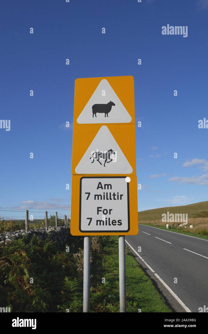 Panneau routier bilingue en anglais et gallois indiquant des moutons et chevaux sur la route de 11 kilomètres, Brecon Beacons, Brecknockshire, Powys, Wales, UK Banque D'Images