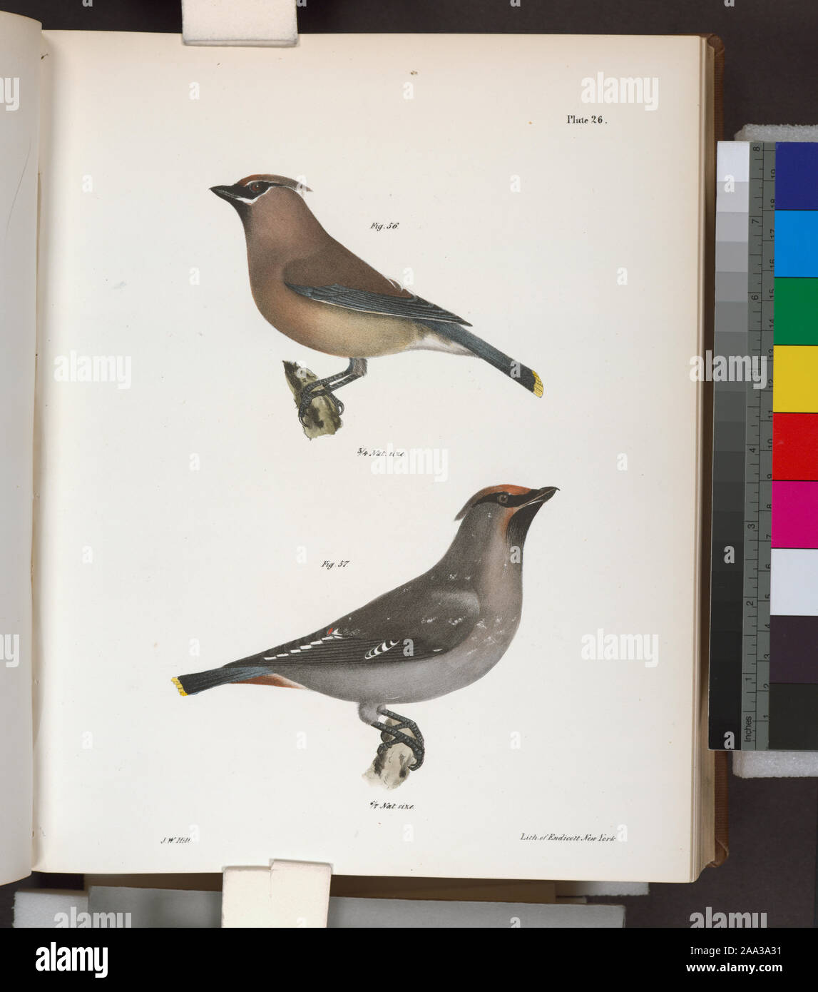 56. L'Oiseau de cèdre (Bombycilla carolinensis). 57. Le Jaseur boréal ...