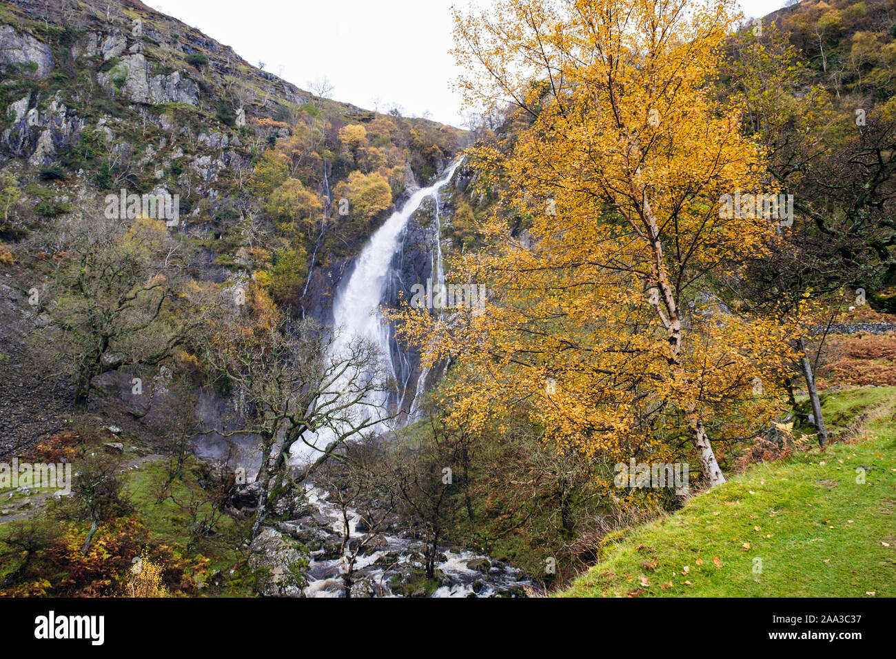 Arbres en automne couleur à Aber Falls ou Coedydd Rhaeadr Fawr chute d'Aber Réserve naturelle nationale de Snowdonia. Abergwyngregyn Wales UK Banque D'Images