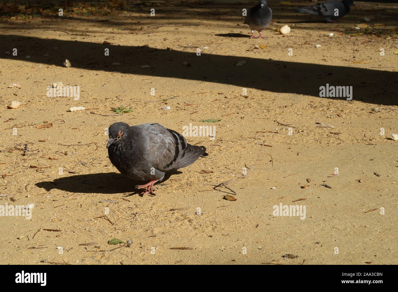 Pigeon dans un parc de Talavera en un matin d'automne. Banque D'Images Pigeon dans un parc de Talavera en un matin d'automne. Banque D'Images
