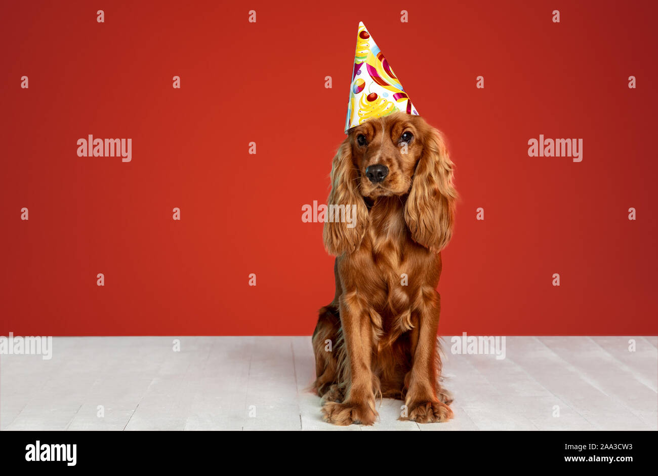 Cadeau D Anniversaire Cocker Anglais Jeune Chien Pose Ludique Cute Doggy Ou Pet Brun Est Assis Sur Le Plancher Blanc Isole Sur Fond Rouge Concept De Mouvement Action Mouvement Animaux Domestiques L Amour Photo