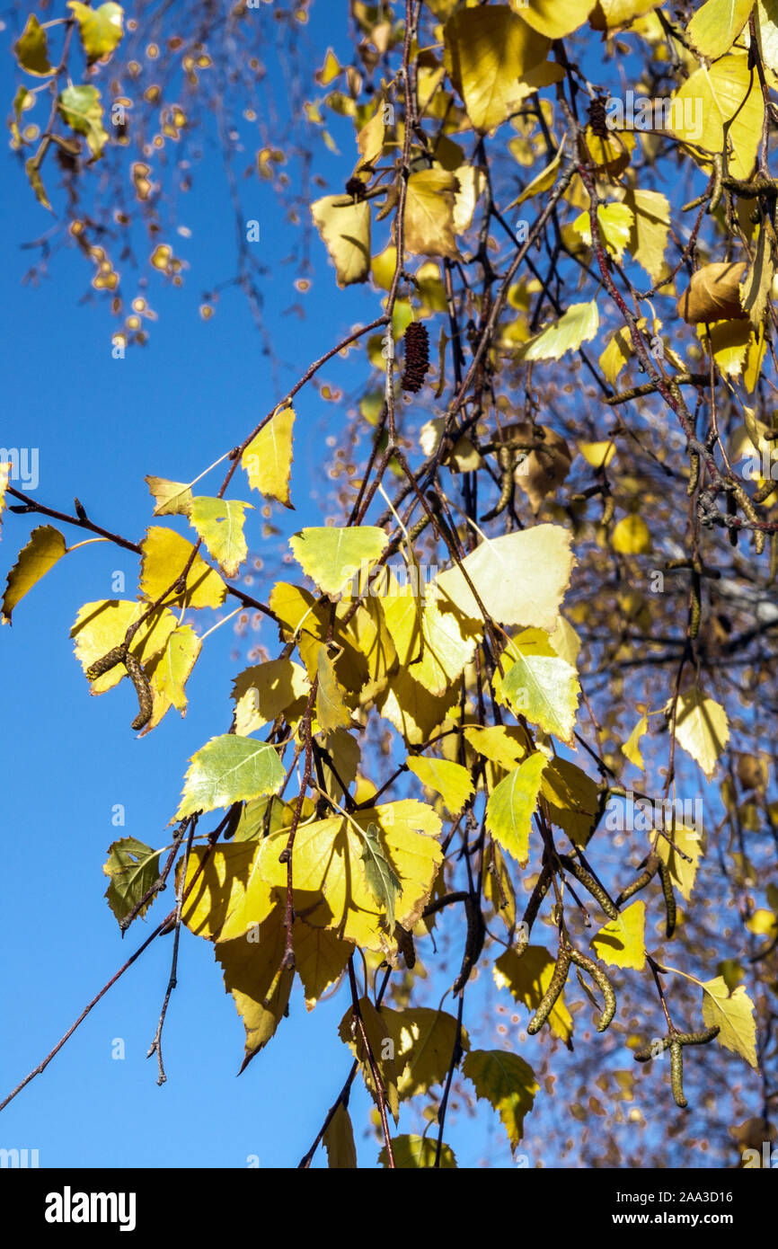 Bouleau blanc Betula pendula les feuilles d'automne Banque D'Images
