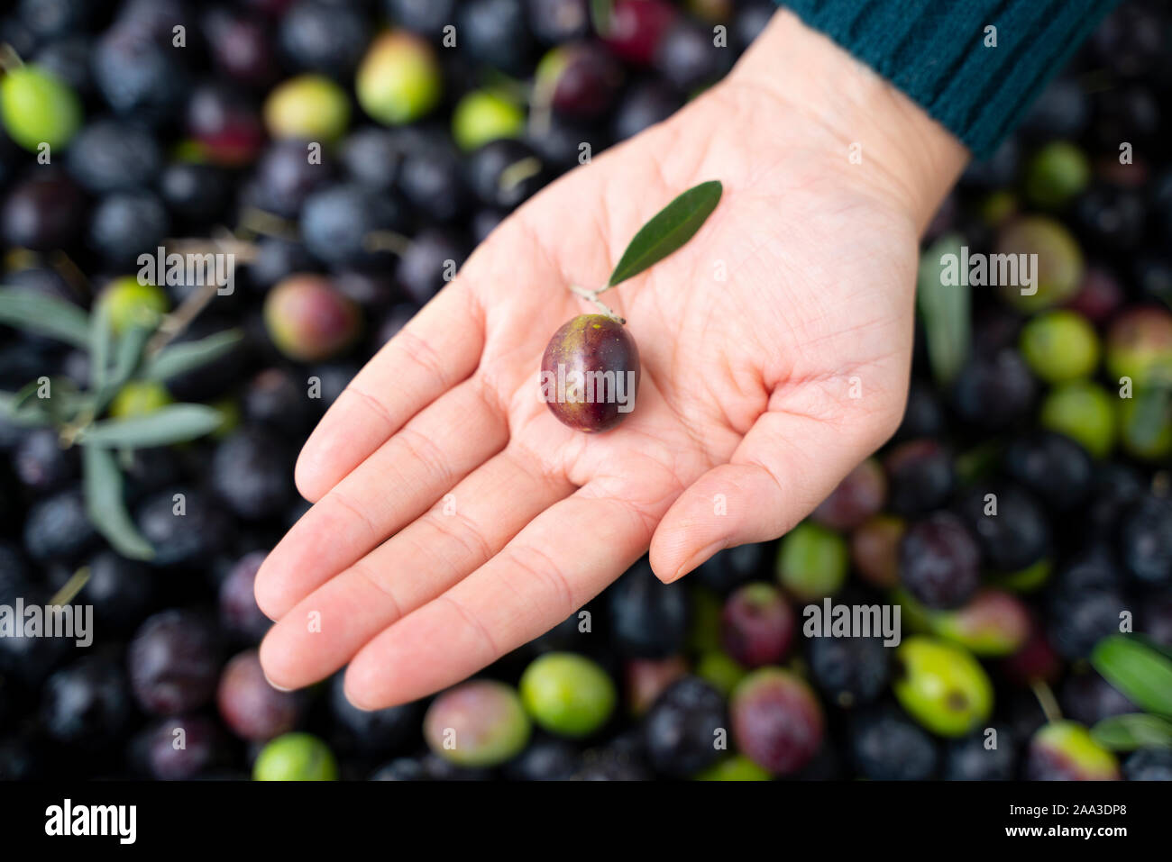 Fille main d'oliviers, cueillette de plantes durant la récolte, vert, noir, en battant pour obtenir l'huile vierge extra. Banque D'Images