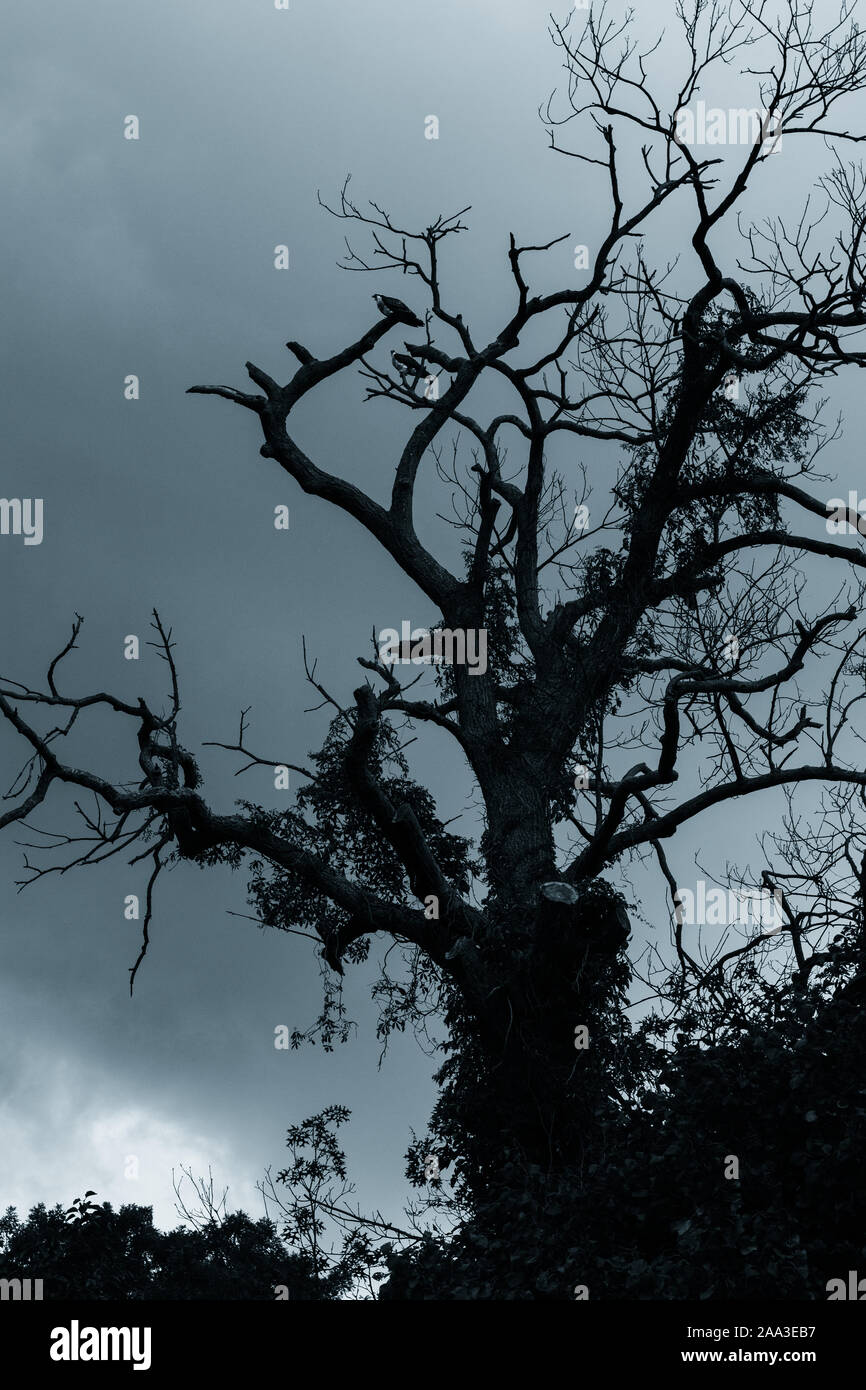 Deux balbuzards dans un arbre avant l'arrivée d'un orage. Banque D'Images