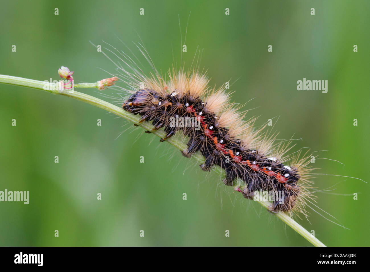 Espèce d'Herbe Knott, Acronicta Rumicis Caterpillar Banque D'Images