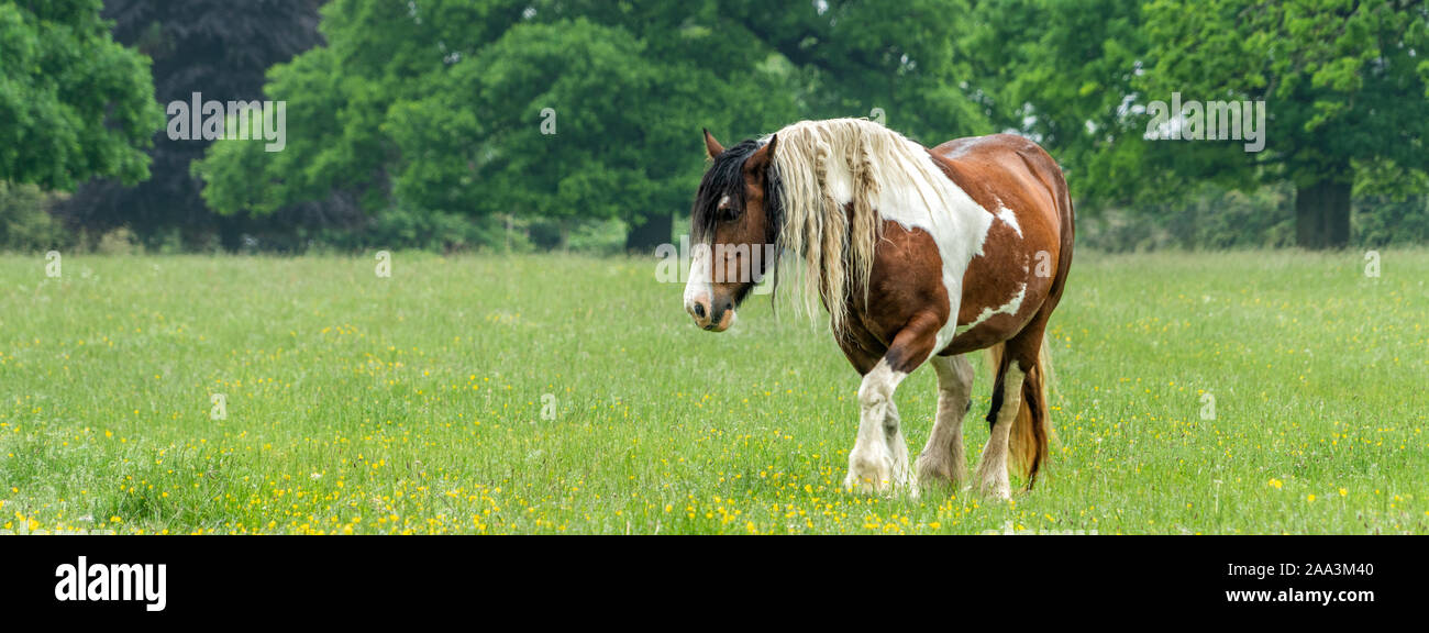 Calèche sur Minchinhampton Common ; les Cotswolds, Gloucestershire, Royaume-Uni Banque D'Images