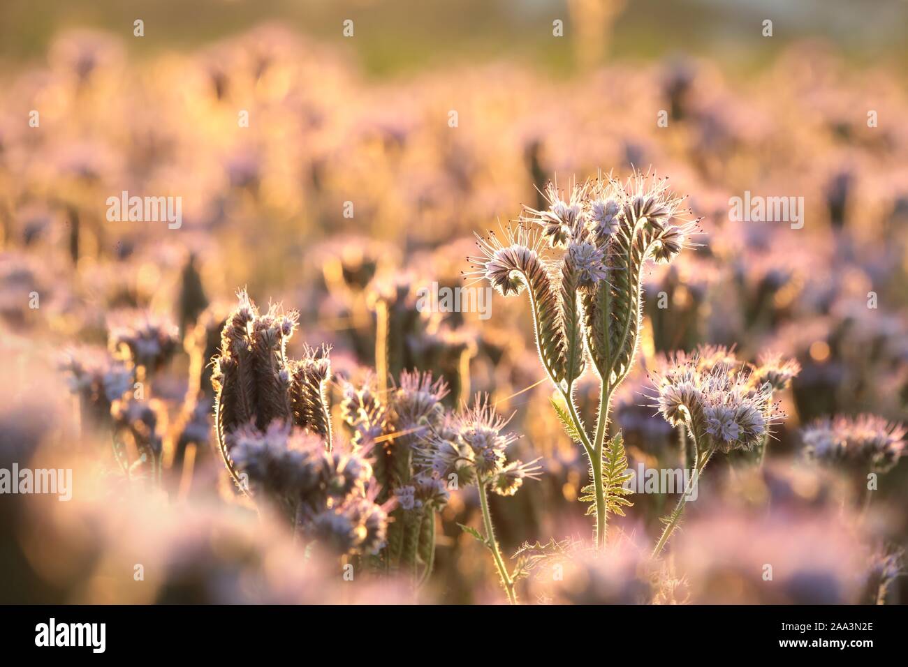 Libre de Lacy phacelia (Phacelia tanacetifolia) dans le domaine au lever du soleil. Banque D'Images