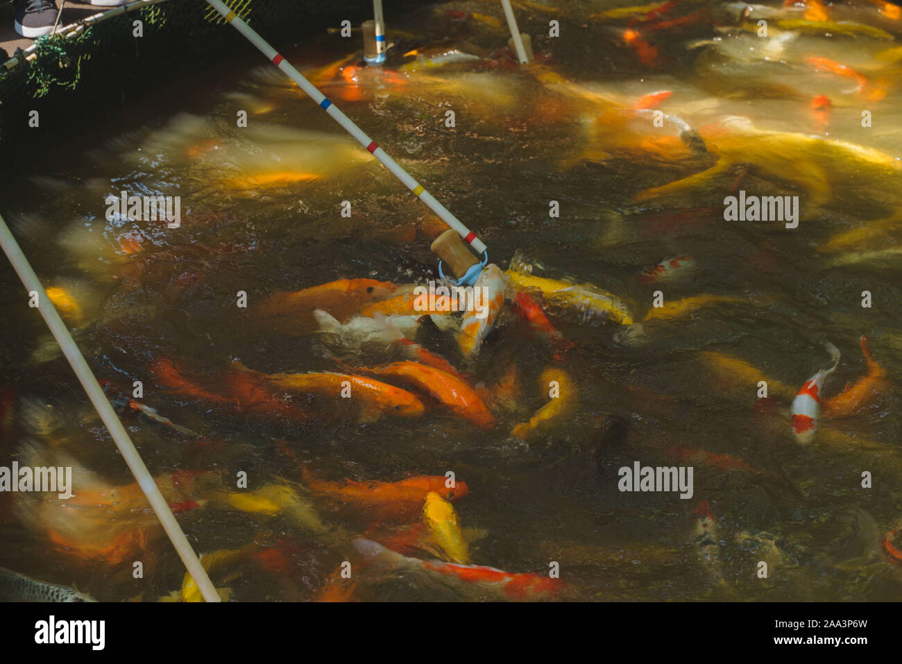 La carpe koï poisson prendre un aliment Banque D'Images