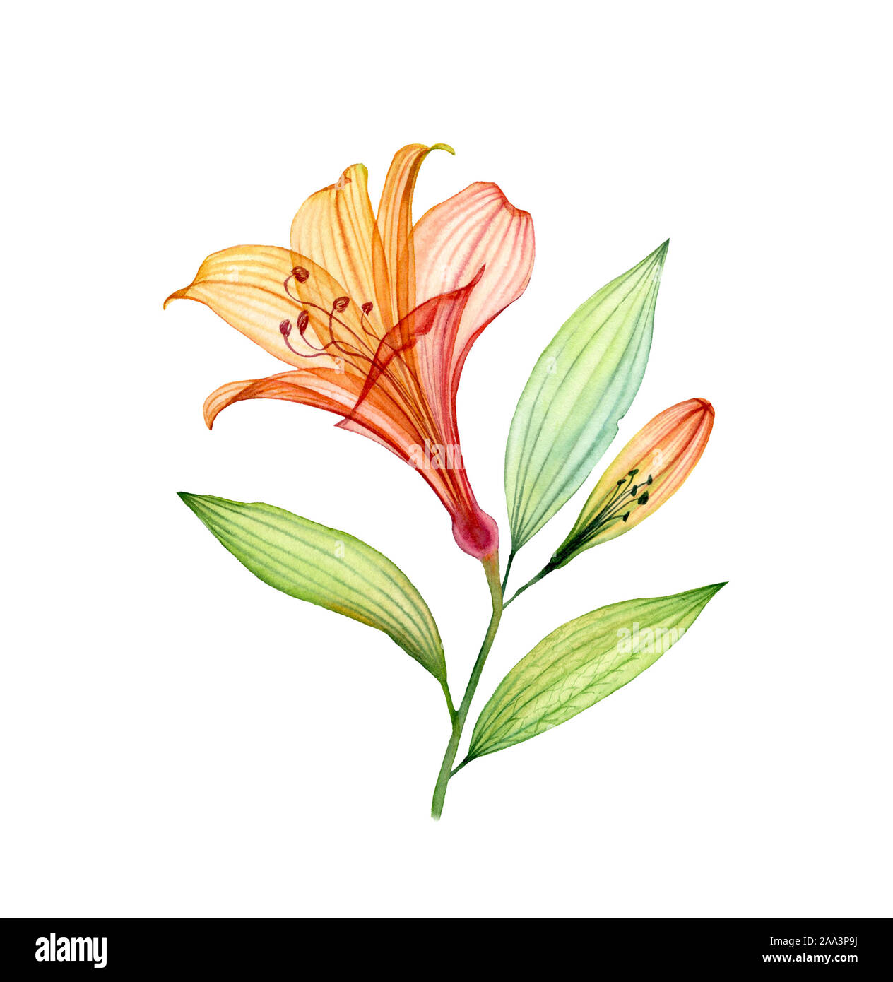 Transparent aquarelle Lily. Fleur tropicale avec petit bud isolé sur blanc. Floral botanique illustration pour la conception de mariage, cosmétique Banque D'Images
