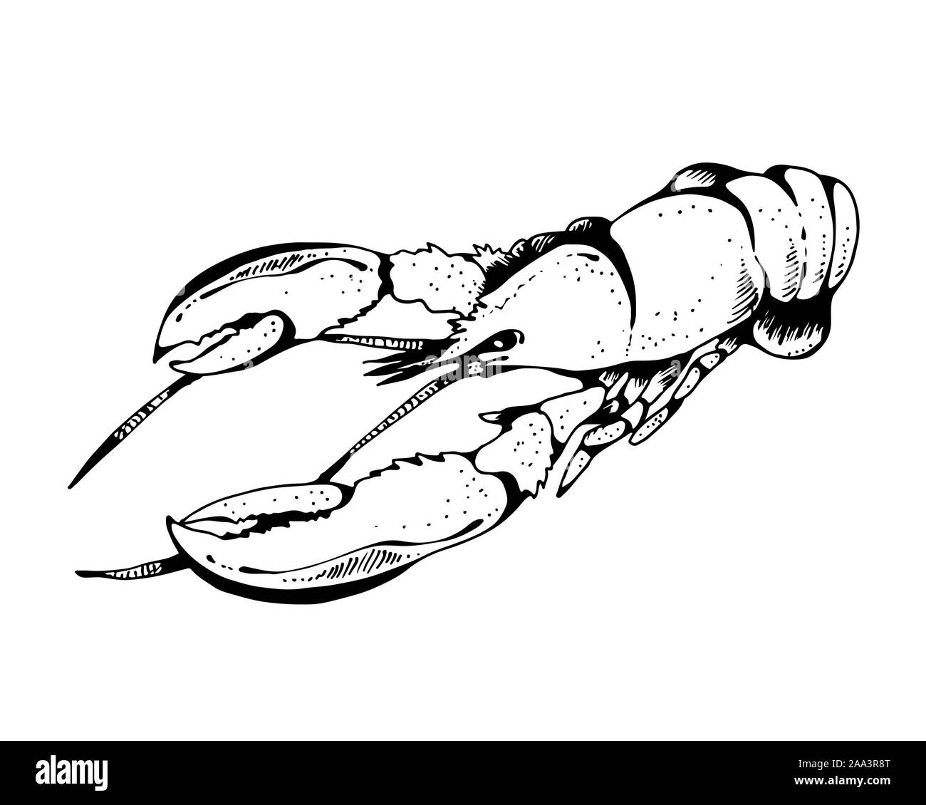 Illustration vecteur dessiné à la main du homard, fruits de mer isolé sur fond blanc Illustration de Vecteur