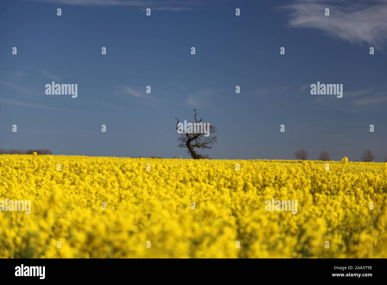 La campagne, la récolte de colza en fleur jaune Photo Stock - Alamy