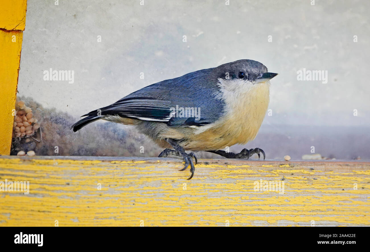 Une Sittelle pygmée, Sitta pygmaea, manger les graines à une mangeoire pour oiseaux dans le centre de l'Oregon. La Sittelle pygmée est la plus petite blanche. Banque D'Images
