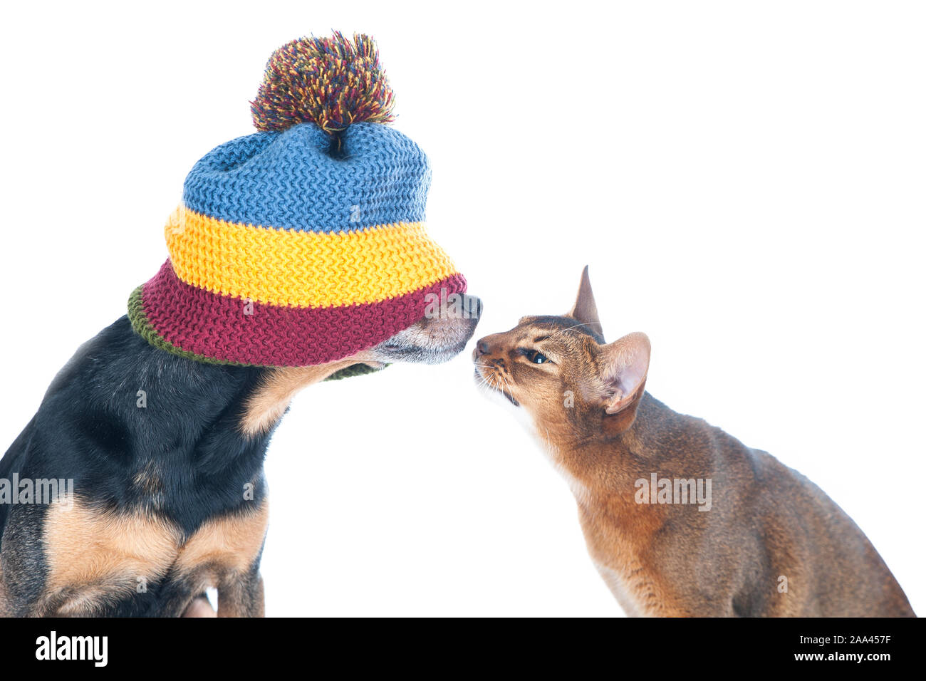 Blind date concept. Photo drôle d'un chat et un chien renifle l'un l'autre, isolé sur blanc. Banque D'Images