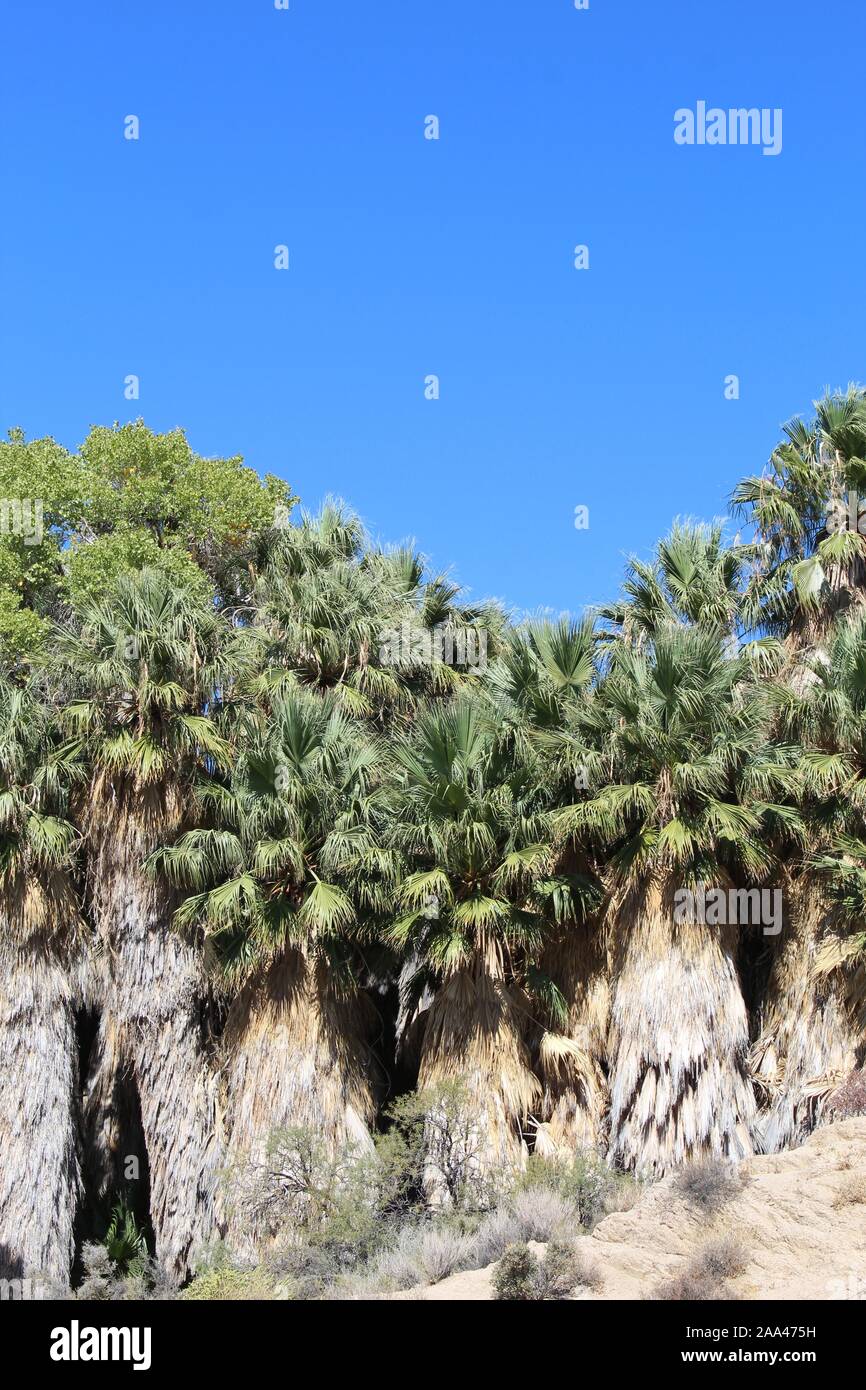 Peuplier de l'Printemps dans Joshua Tree National Park, Colorado naturelles rares habitats désertiques adaptées à la Californie, Palmier Washingtonia filifera. Banque D'Images