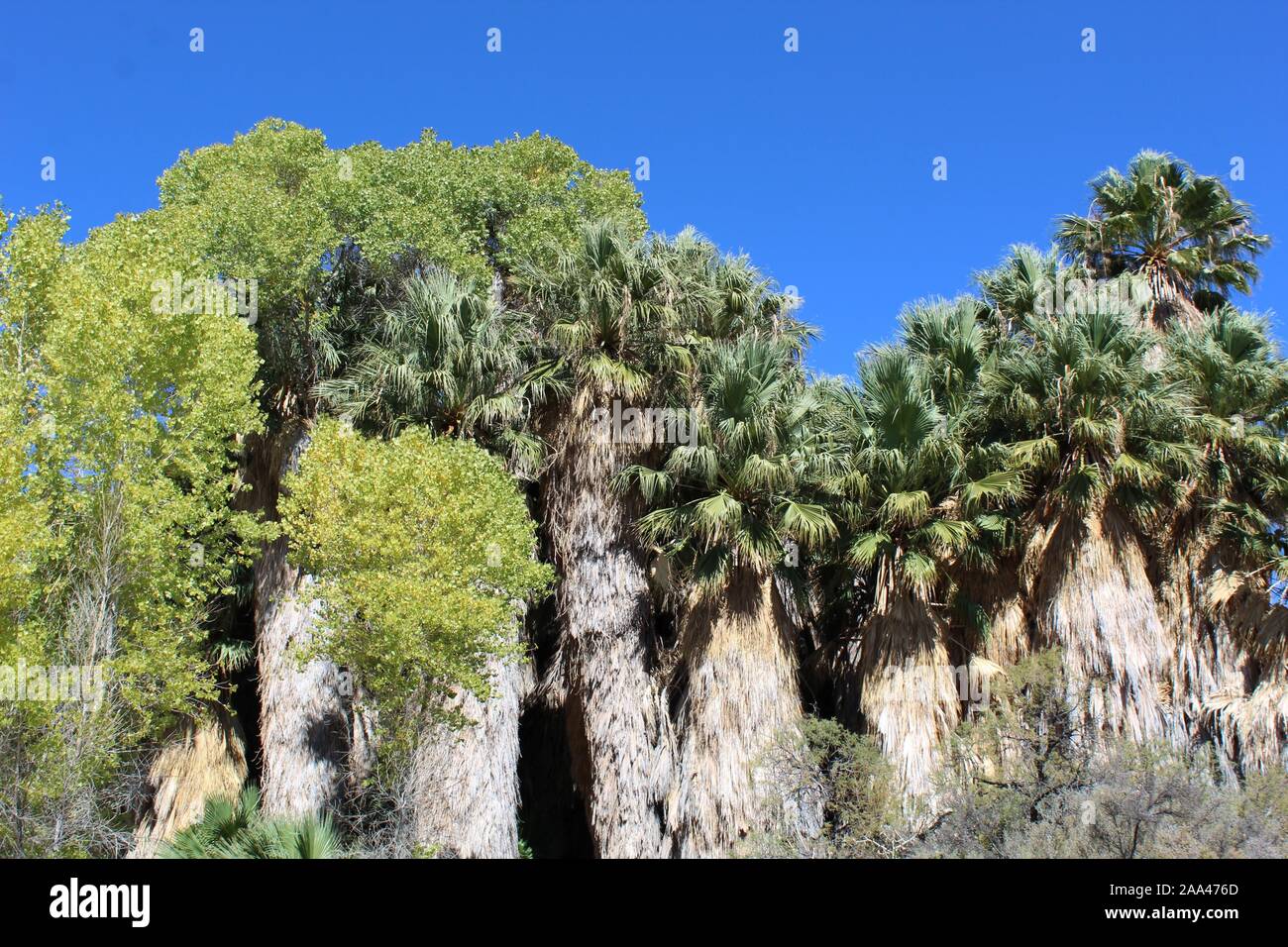 Peuplier de l'Printemps dans Joshua Tree National Park, Colorado naturelles rares habitats désertiques adaptées à la Californie, Palmier Washingtonia filifera. Banque D'Images