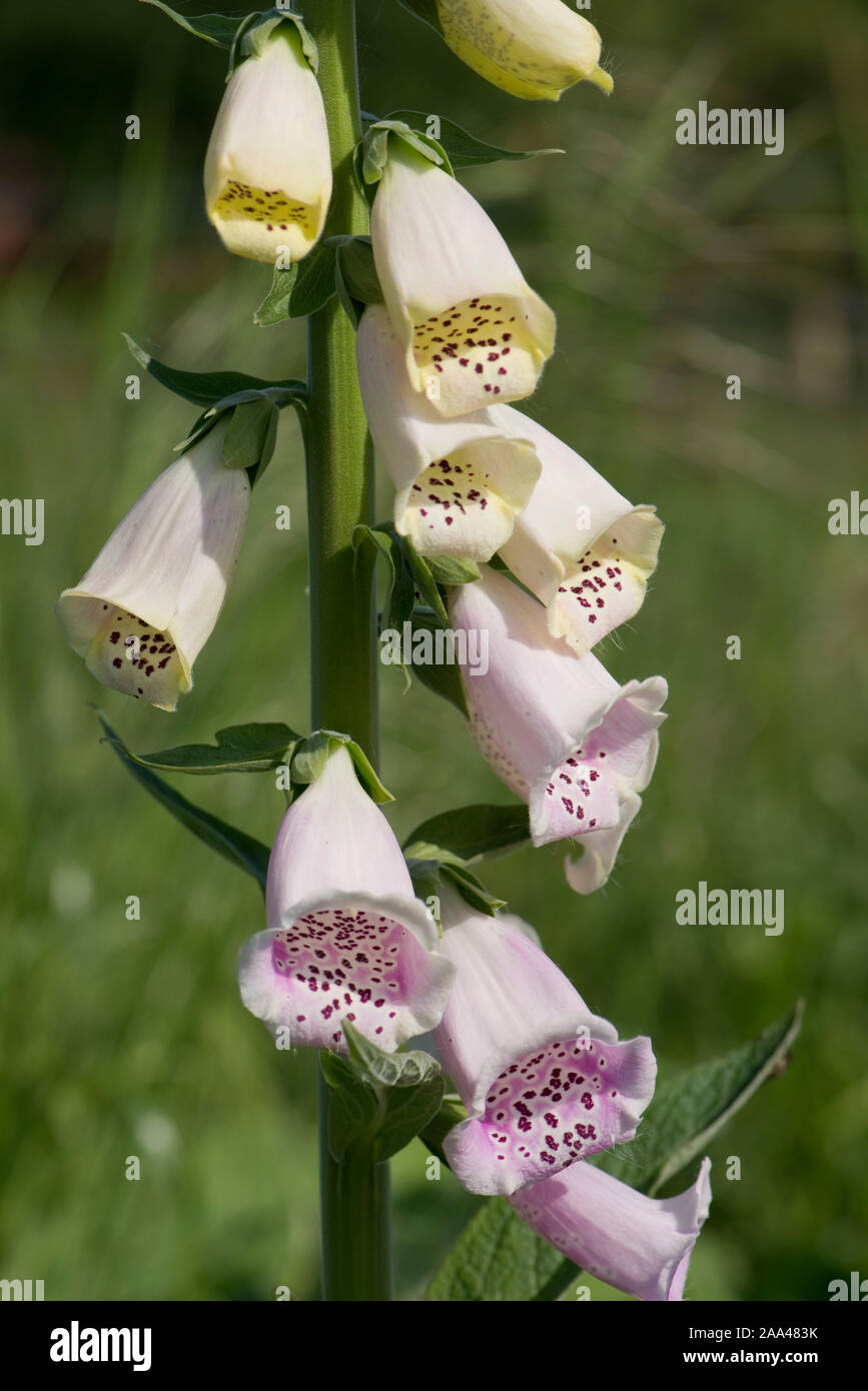 Fleur rose pâle, fleurs bien marquée d'une pièce de la digitale (Digitalis purpurea) une plante de jardin ornemental biennale, Mai Banque D'Images