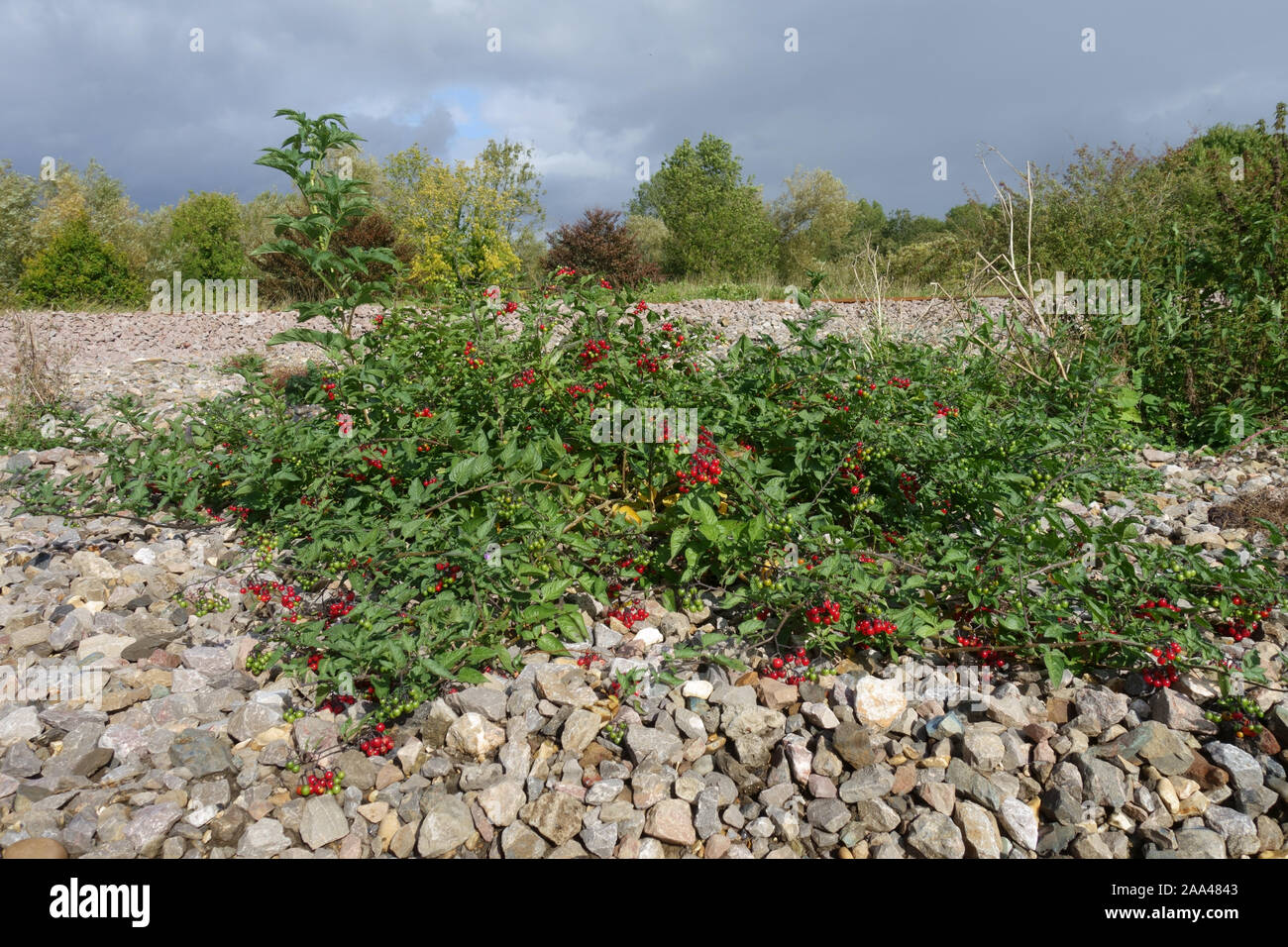 Nightshate bittersweel ou ligneuses (Solanum dulcamara) plante aux baies rouge vif poussant dans le gravier à côté d'une voie de chemin de fer, Septembre Banque D'Images