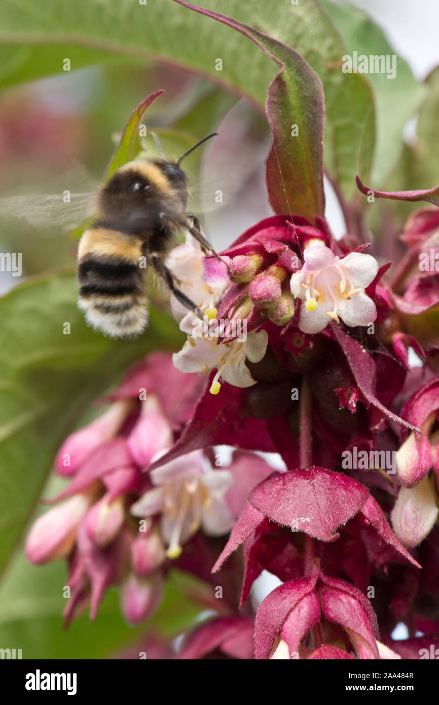 Chèvrefeuille de l'Himalaya (Leycesteria formosa) et un jardin de bourdons (Bombus hortorum) visiter racèmes de fleurs Banque D'Images