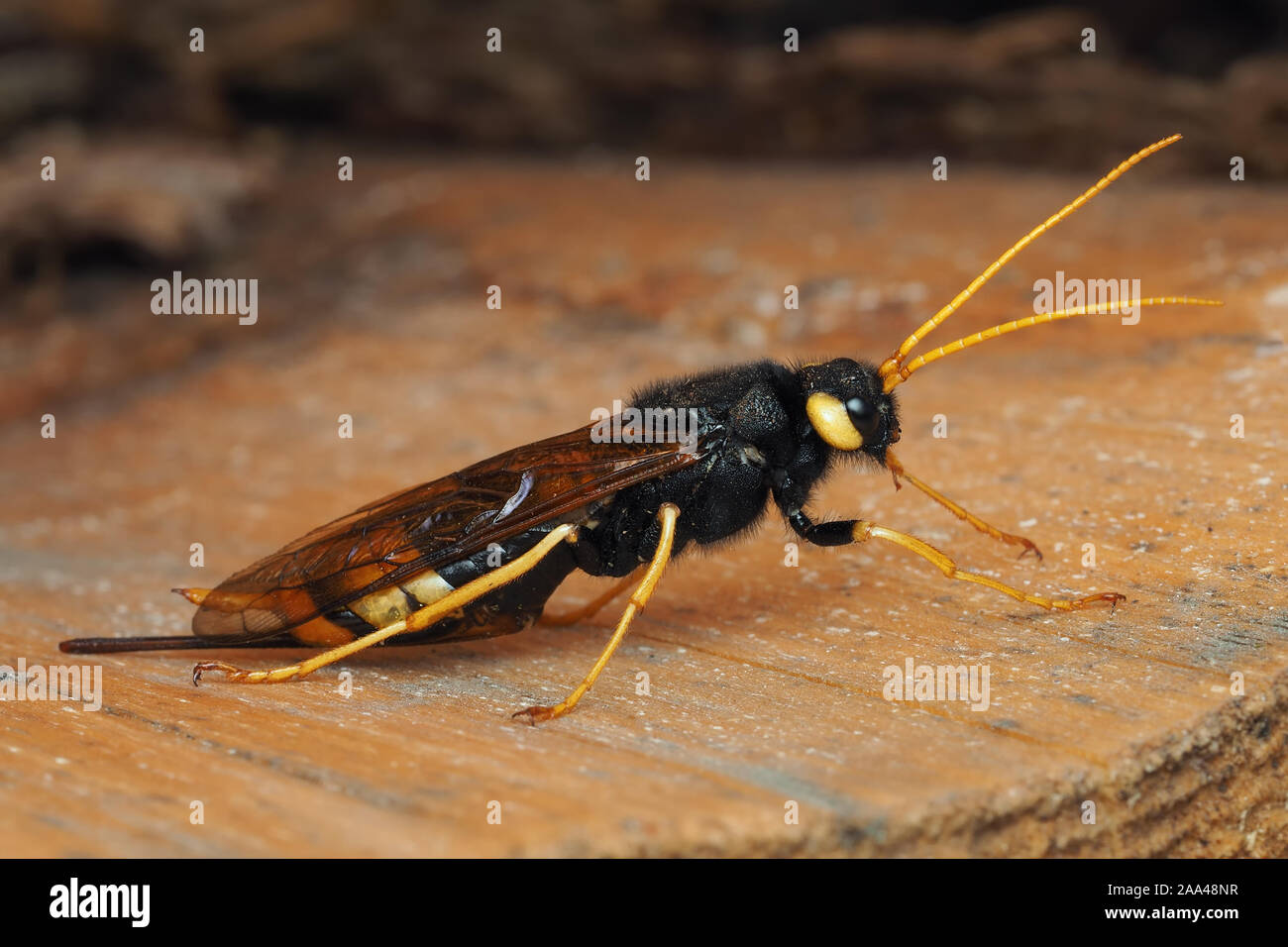 Femme Urocerus gigas assis sur le bois de la tenthrède du journal. Tipperary, Irlande Banque D'Images