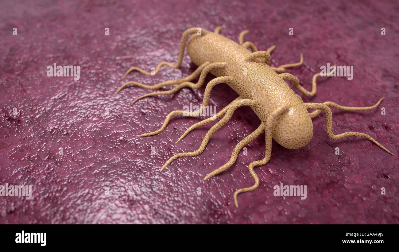 Les bactéries Listeria sur la viande. Banque D'Images