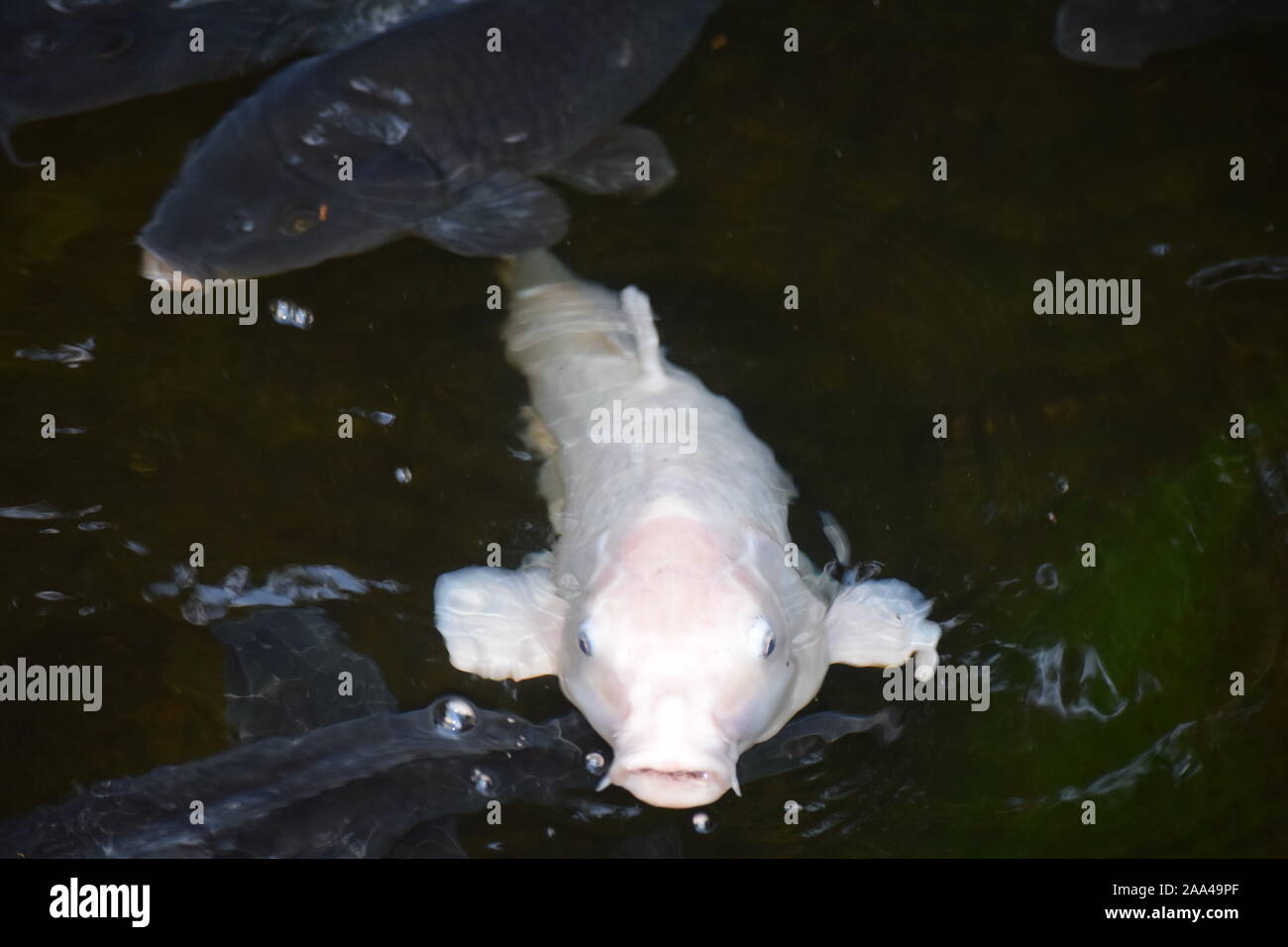 Koi de poissons, dans un étang du poisson au Japon Banque D'Images