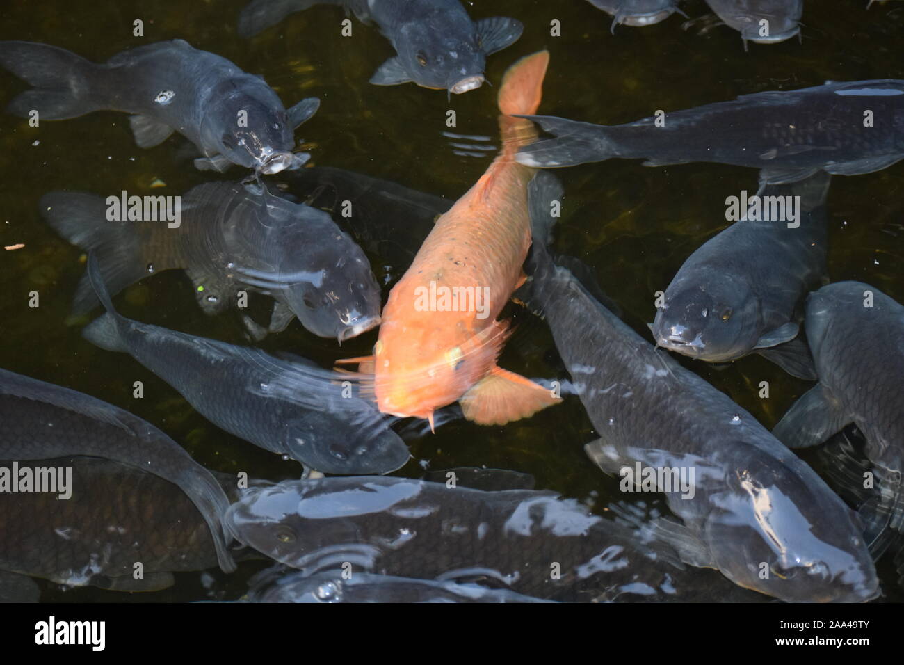 Koi de poissons, dans un étang du poisson au Japon Banque D'Images