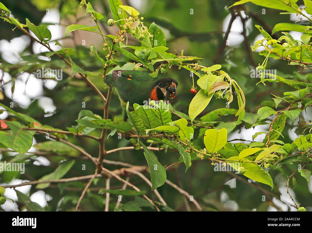 Dusky-cheeked Fig-perroquet (Cyclopsitta melanogenia) femelles adultes de manger des fruits dans l'arbre, la rivière Fly Papouasie Nouvelle Guinée Juillet Banque D'Images