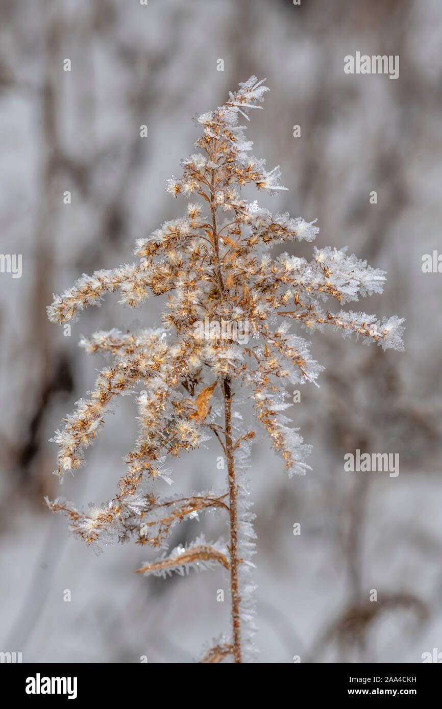 Cristaux de glace sur une verge d'séchés plante en hiver. Banque D'Images