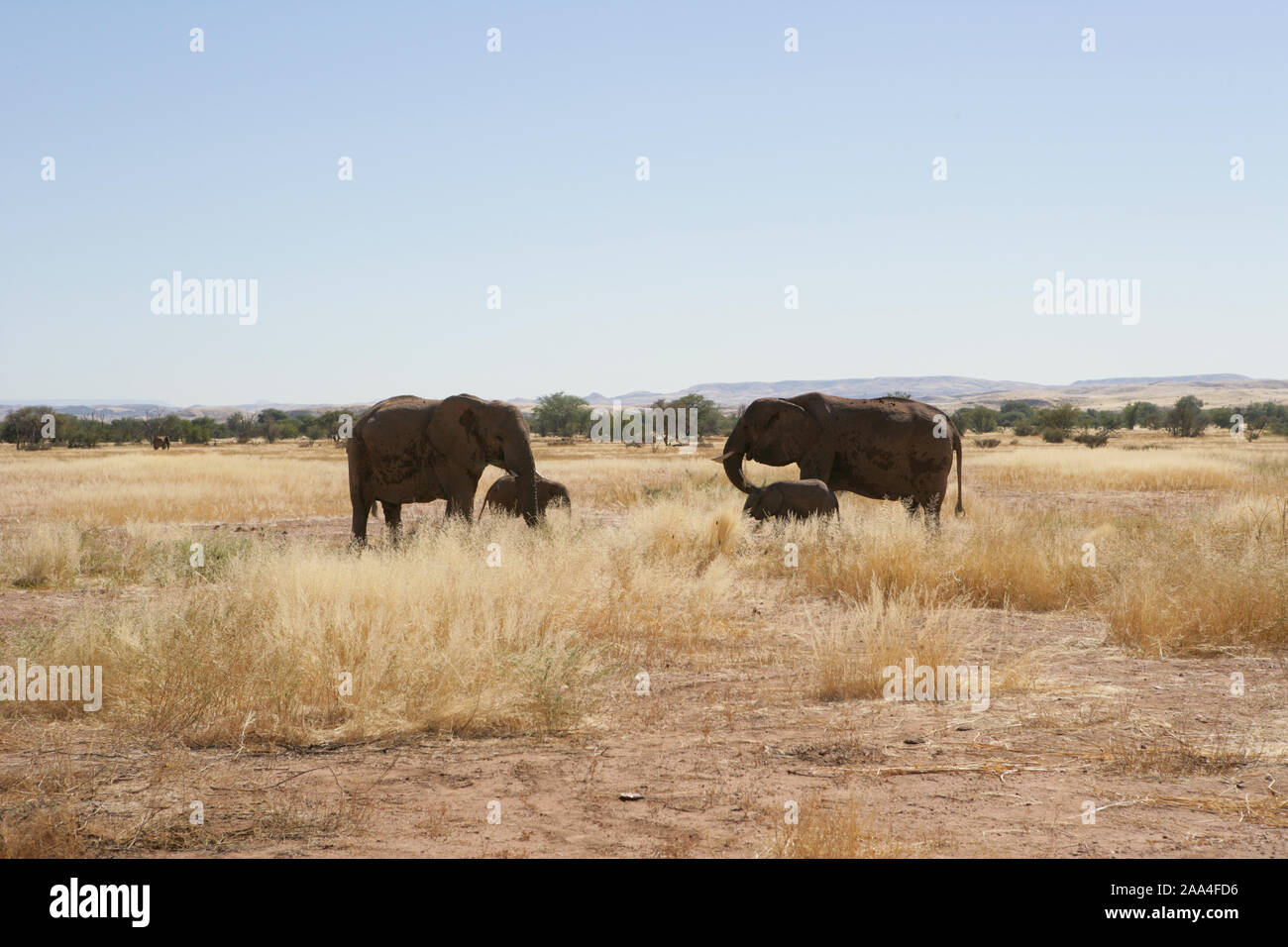 Les vaches avec leurs veaux de l'éléphant, la Namibie Banque D'Images