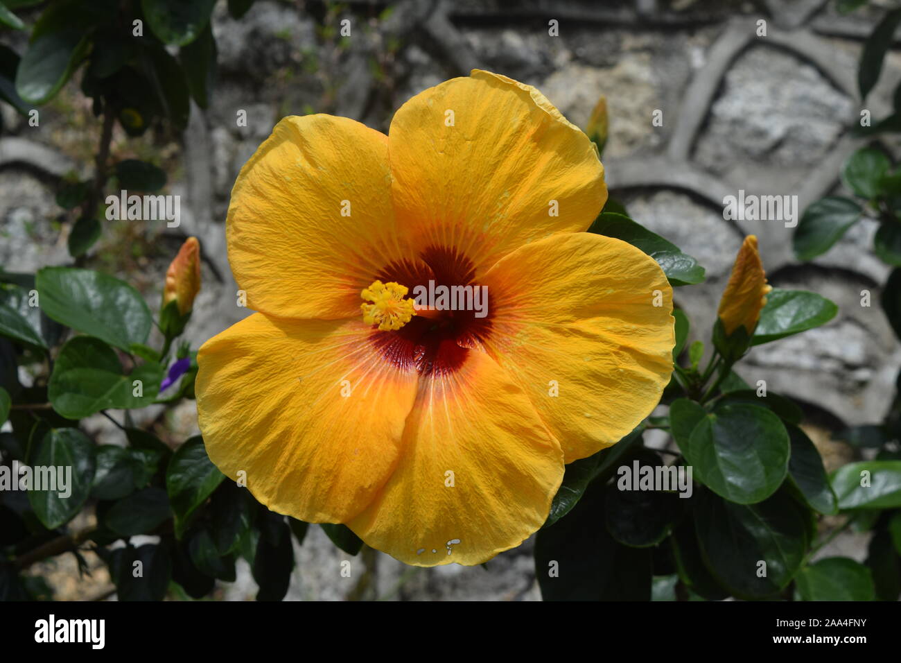 Hibiscus jaune plante dans la forêt tropicale dans la région de Penang, Malaisie Banque D'Images