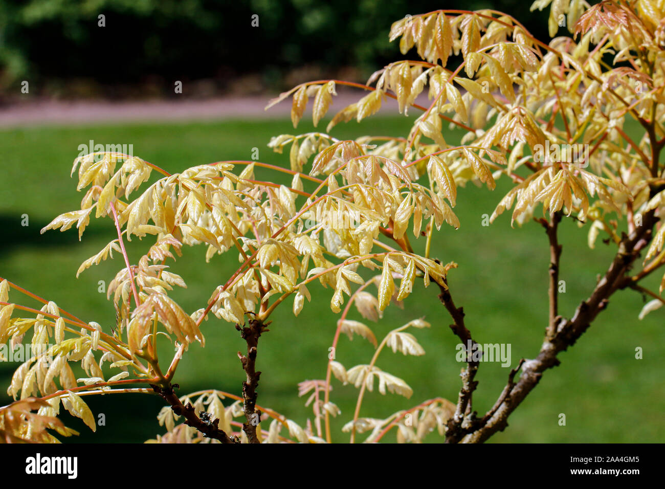 Feuillage doré de Koelreuteria paniculata (Fierté de l'Inde) Banque D'Images