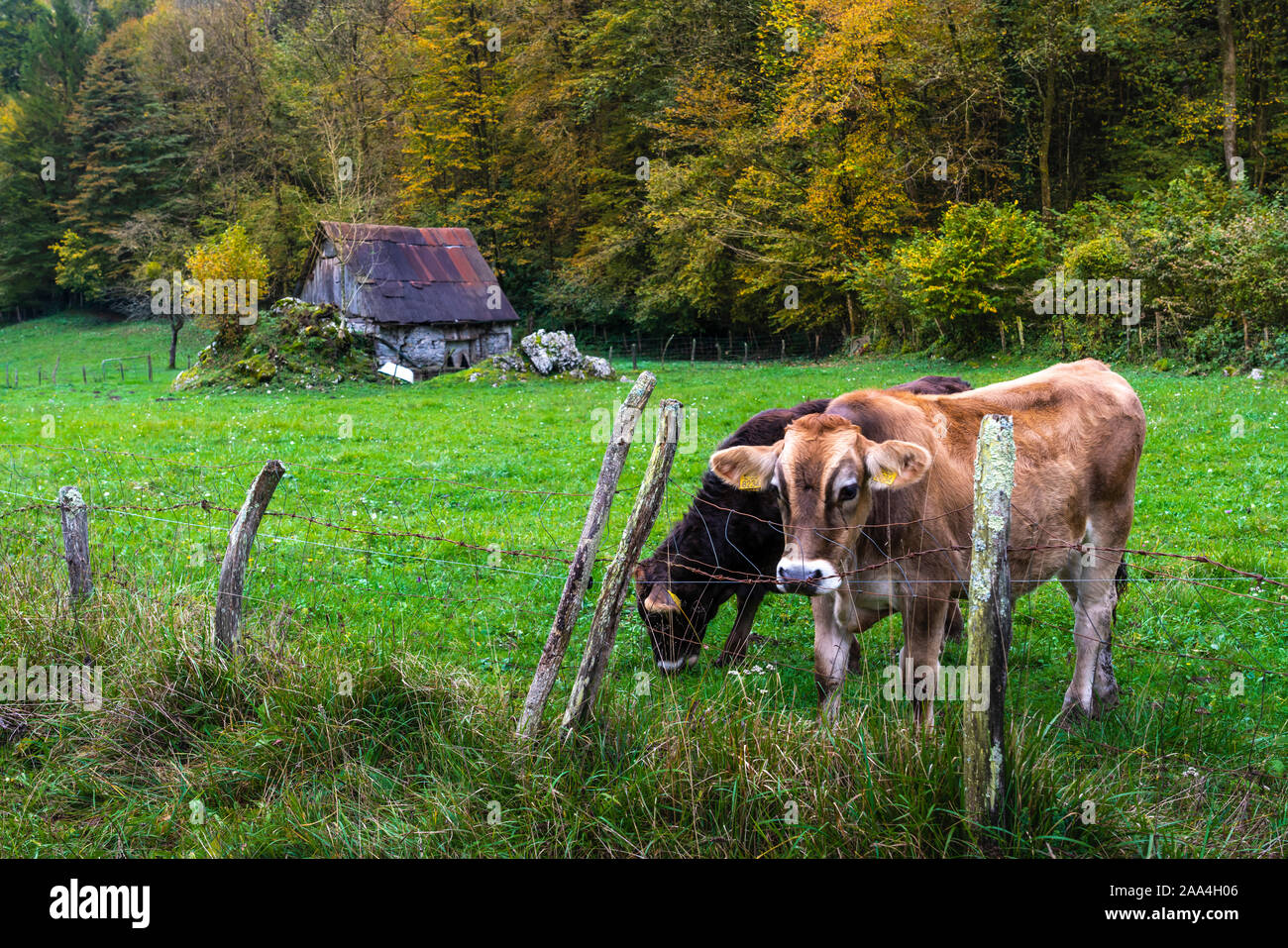 Une ferme grange avec son feuillage d'automne près de Tolmin, la Slovénie, l'Europe. Banque D'Images
