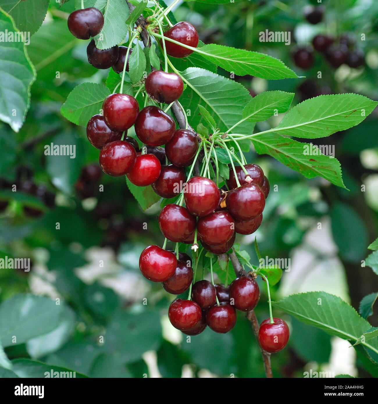 Prunus cerasus 'Achat' Banque D'Images