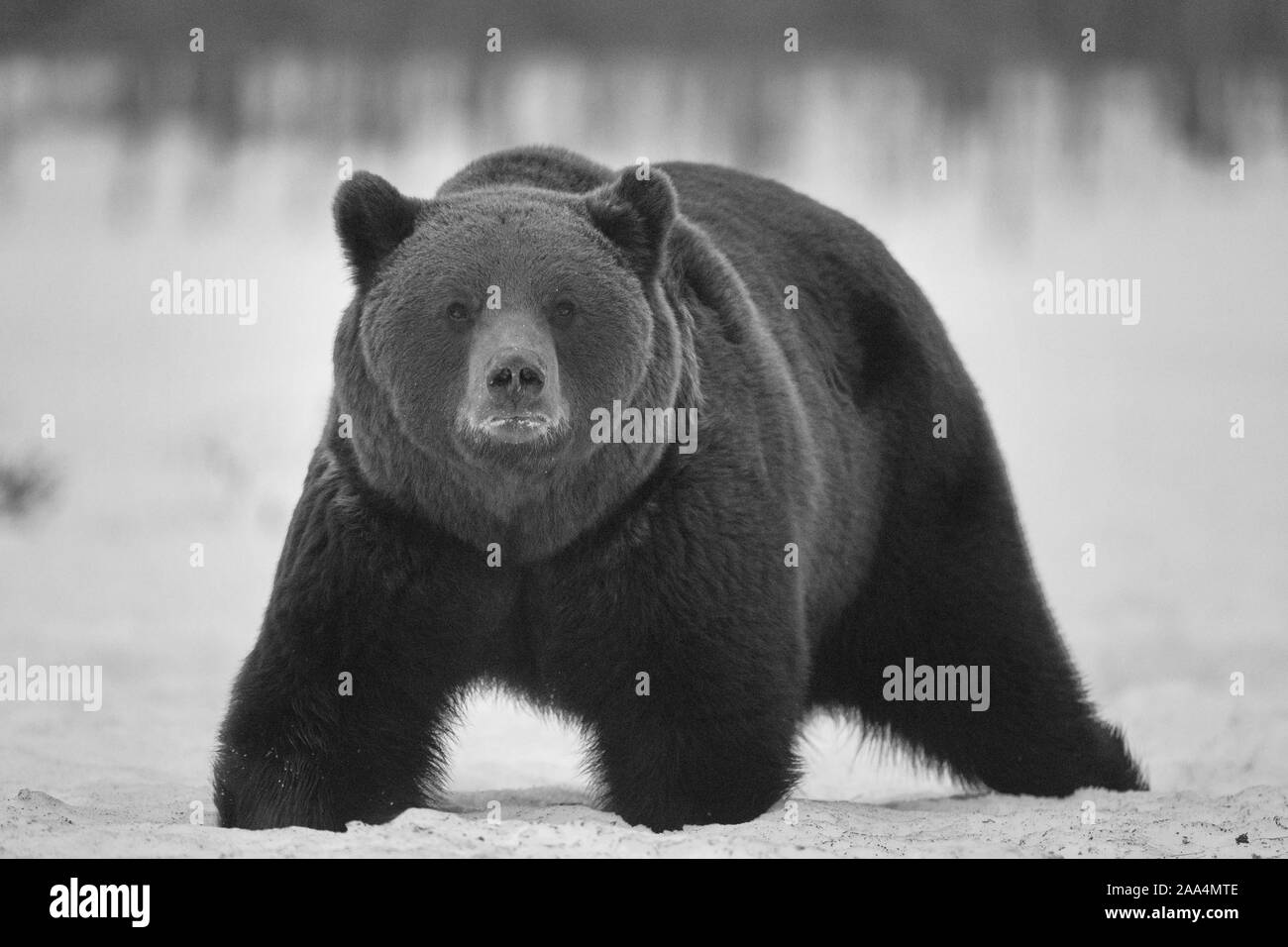 Avril 21, 2019. Un ours brun (Ursus arctos) dans la taïga. Khumo, en Finlande. Banque D'Images
