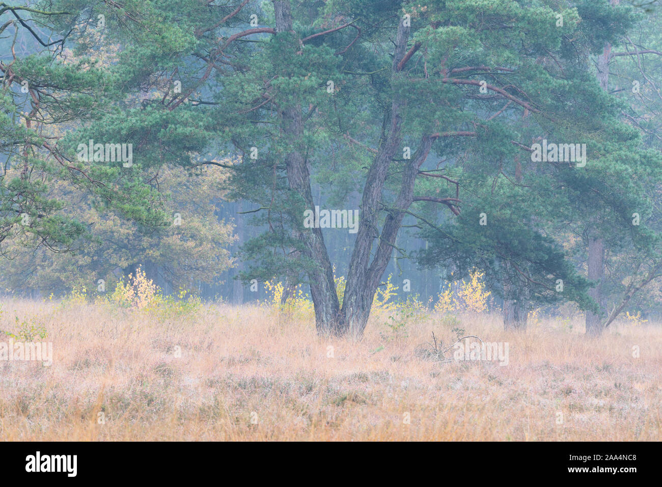 Big pine tree et l'automne jaune bouleaux on meadow Banque D'Images