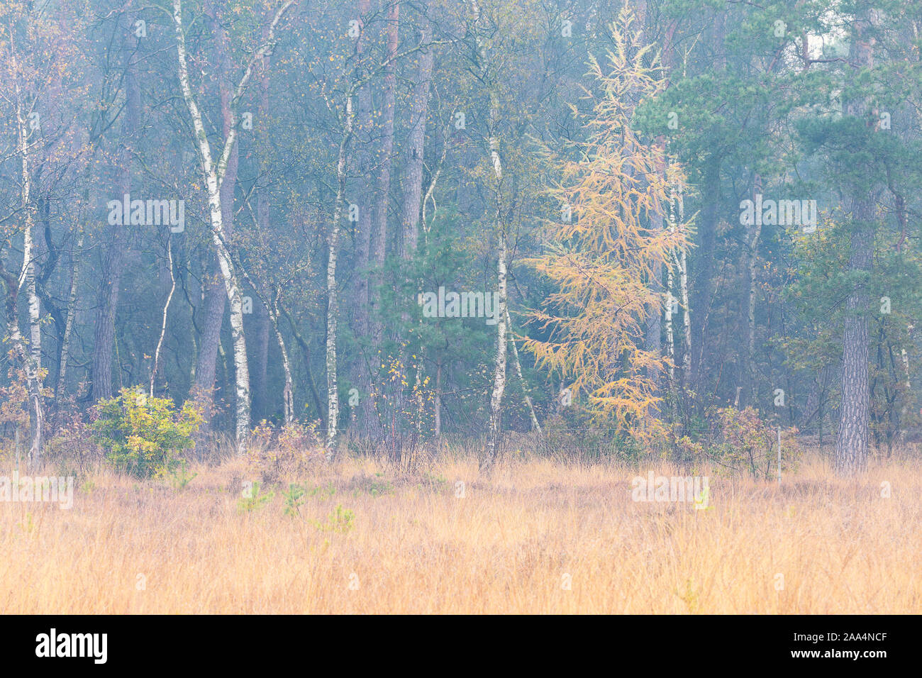 Forêt d'automne avec orange mélèze Banque D'Images