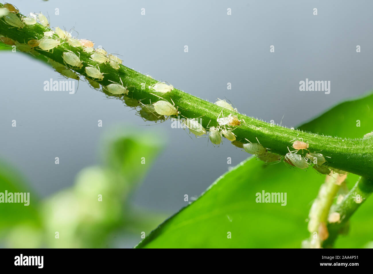 Insectes nuisibles, pucerons, sur les pousses et les fruits des plantes, acariens sur les fleurs. Poivre attaqué par des insectes malveillants Banque D'Images