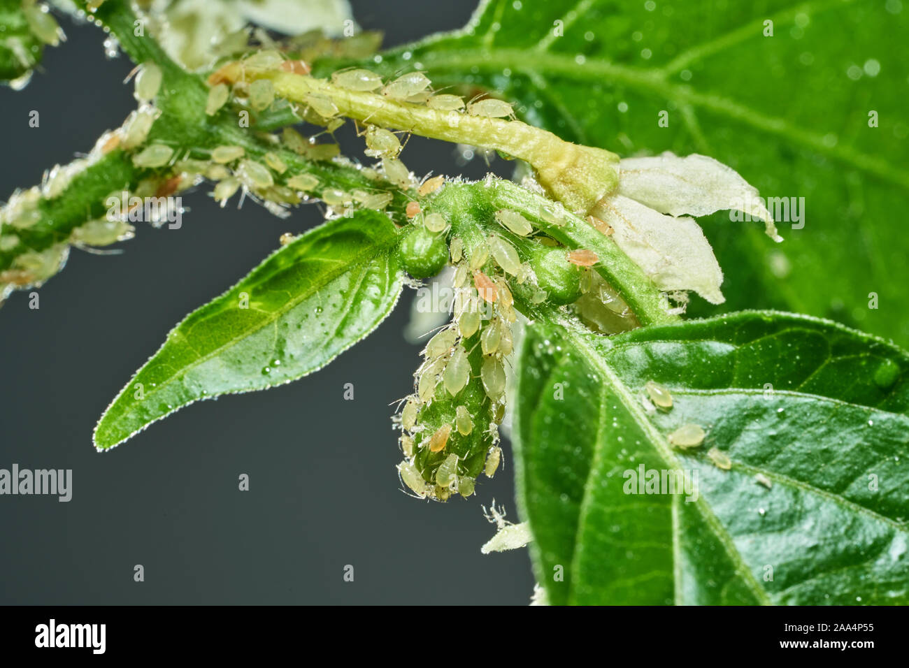 Insectes nuisibles, pucerons, sur les pousses et les fruits des plantes, acariens sur les fleurs. Poivre attaqué par des insectes malveillants Banque D'Images