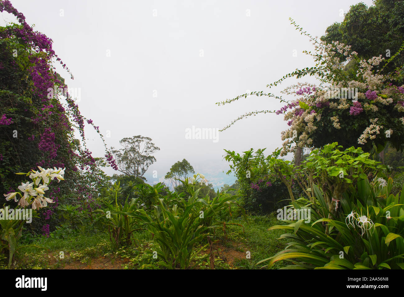 Un nuage blanc vue de Penang Hill, grâce à une trame de plantes tropicales et d'arbres Banque D'Images