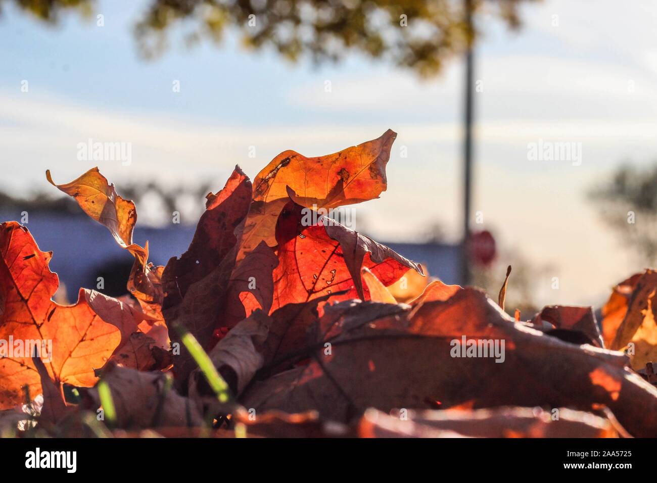 Les feuilles tombées dans le centre de l'Illinois Banque D'Images